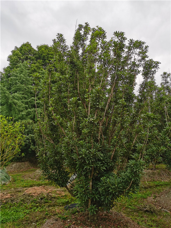 四川杨梅种植基地怎么样？杨梅怎么样？