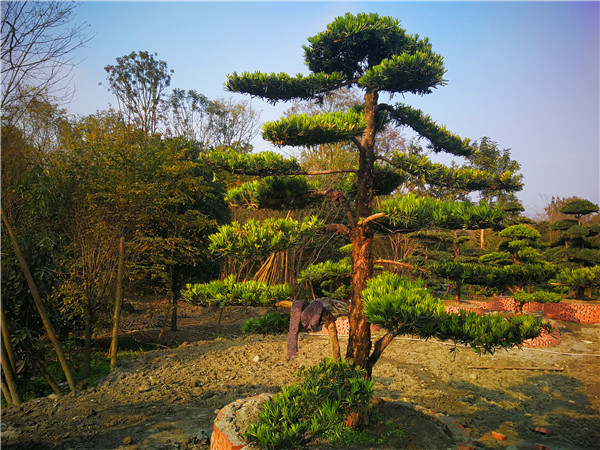 成都市种植罗汉松基地怎么样？罗汉松形态特征、生长习性怎么样？