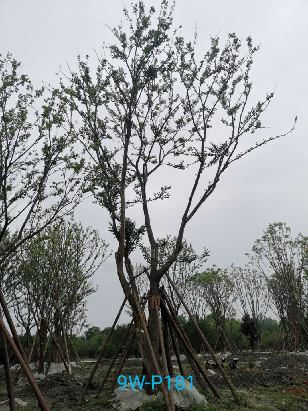 丛生朴树种植基地怎么样？丛生朴树怎么样？