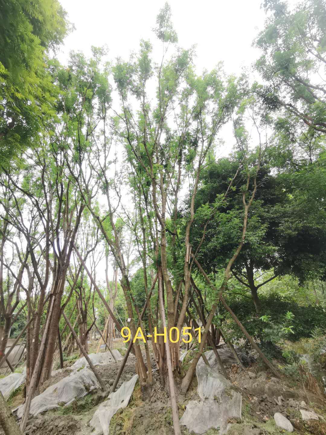 四川丛生黄连木种植基地怎么样？丛生黄连木怎么样？