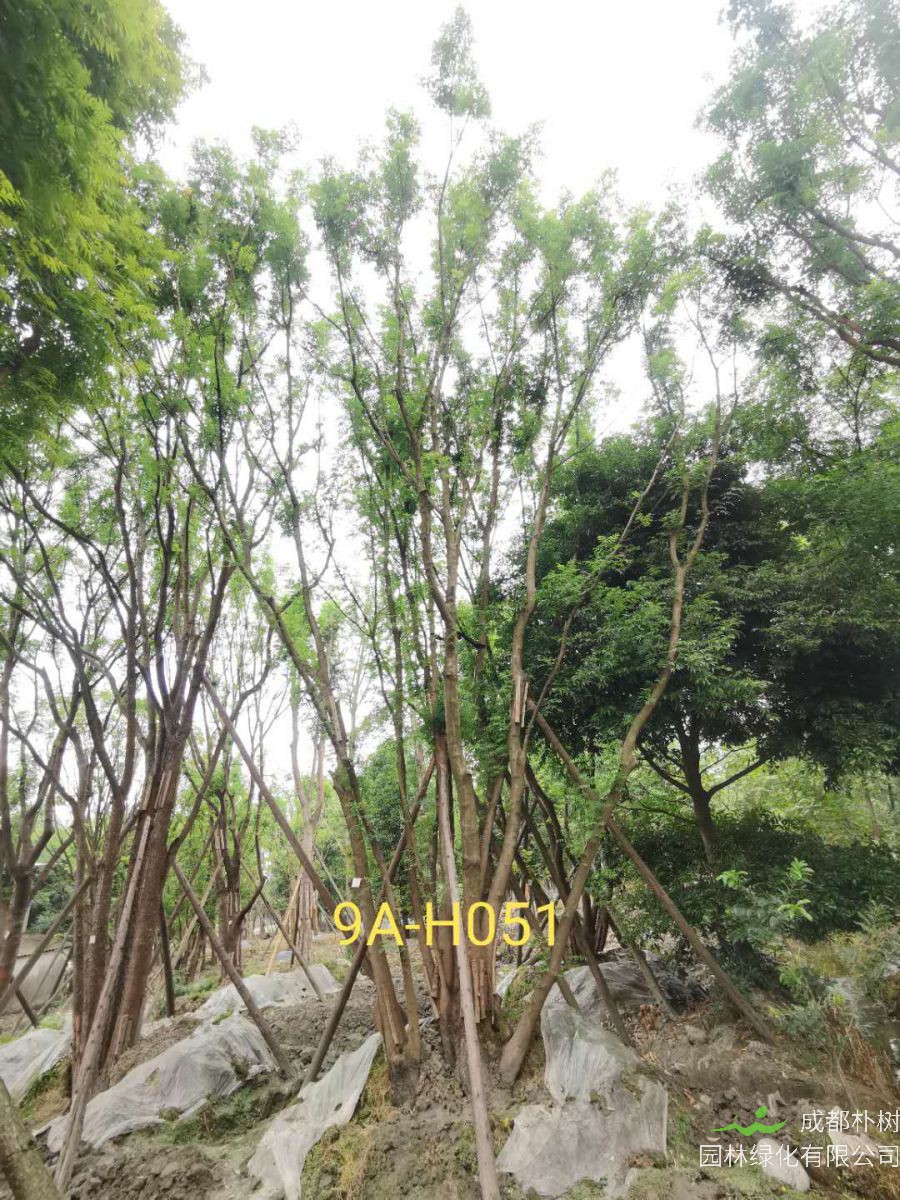 四川丛生黄连木种植基地怎么样？丛生黄连木怎么样？