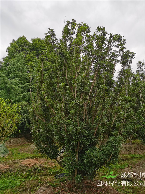 四川杨梅种植基地怎么样？杨梅怎么样？