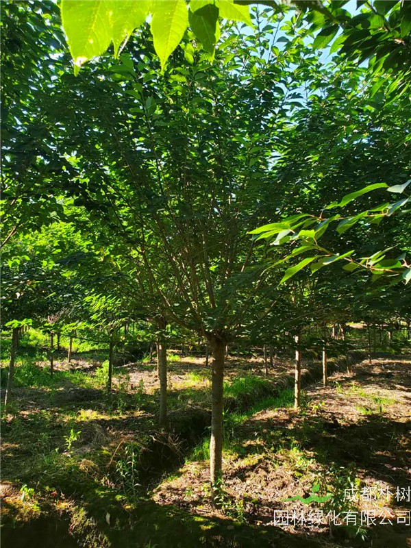 樱花如何栽培、养殖？