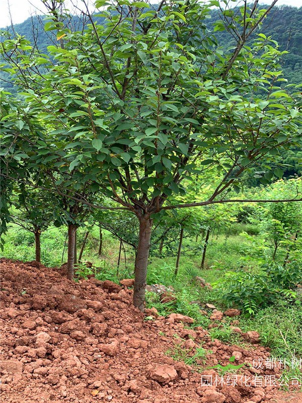 樱花树有哪些优点？如何种植樱花？
