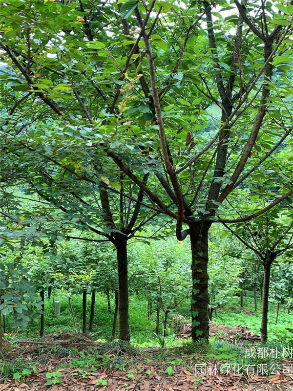 樱花代表什么？樱花是什么花？樱花有什么作用？