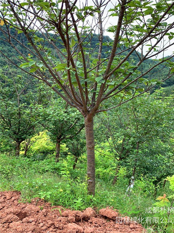 哪个品种的樱花最好看？樱花桃花哪个好看？