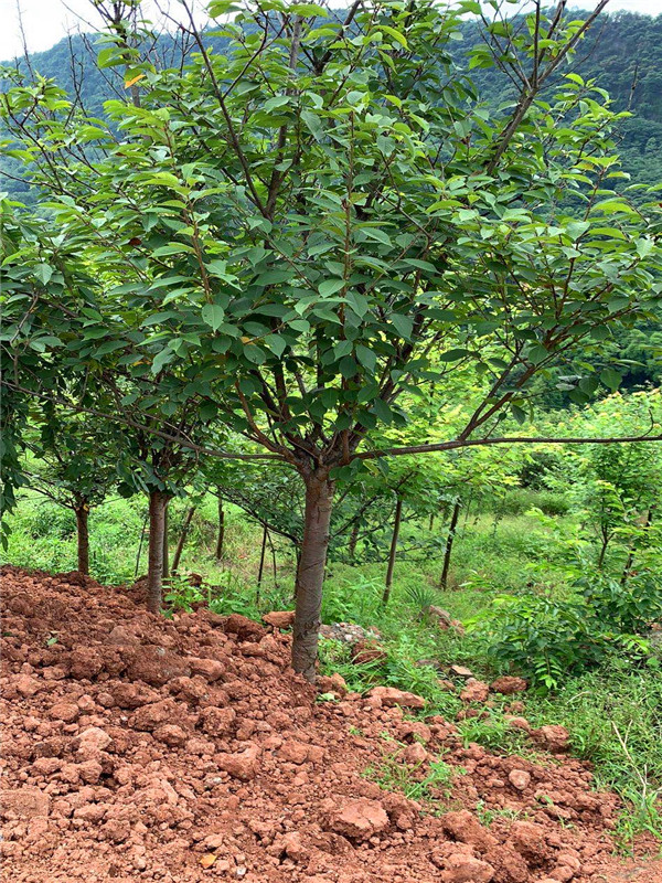 樱花有哪些品种？樱花有哪些常见品种？