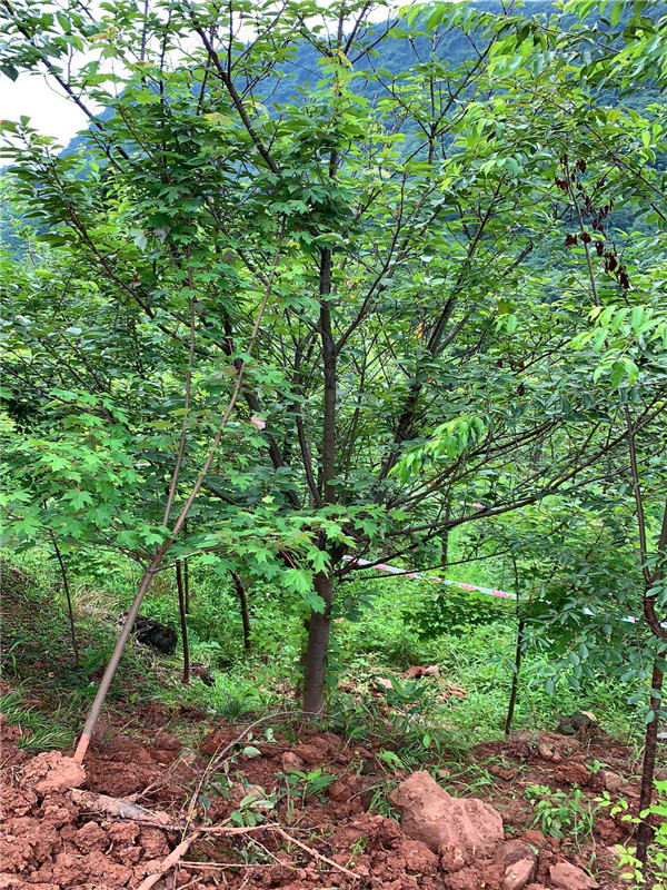 樱花树有哪些优点？如何种植樱花？