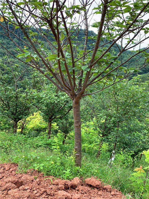 哪个品种的樱花最好看？樱花桃花哪个好看？