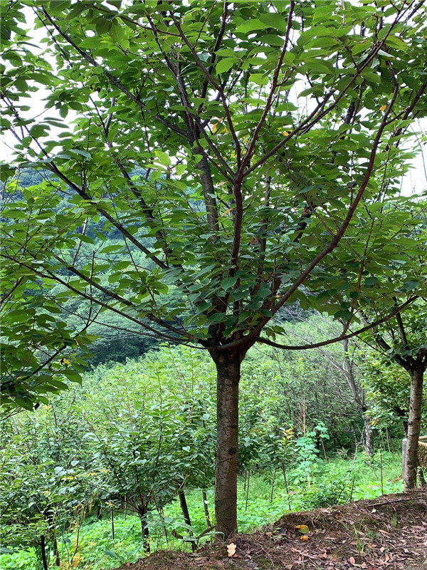 樱花如何嫁接？樱花如何修剪？