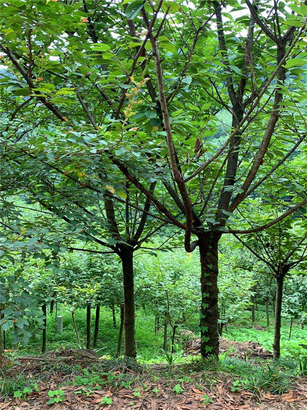 樱花代表什么？樱花是什么花？樱花有什么作用？