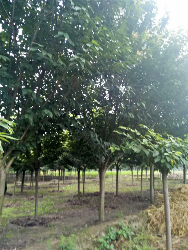 樱花花期多久？樱花为什么不结果？