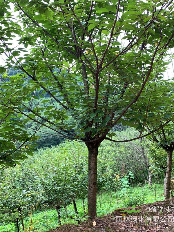 樱花如何嫁接？樱花如何修剪？