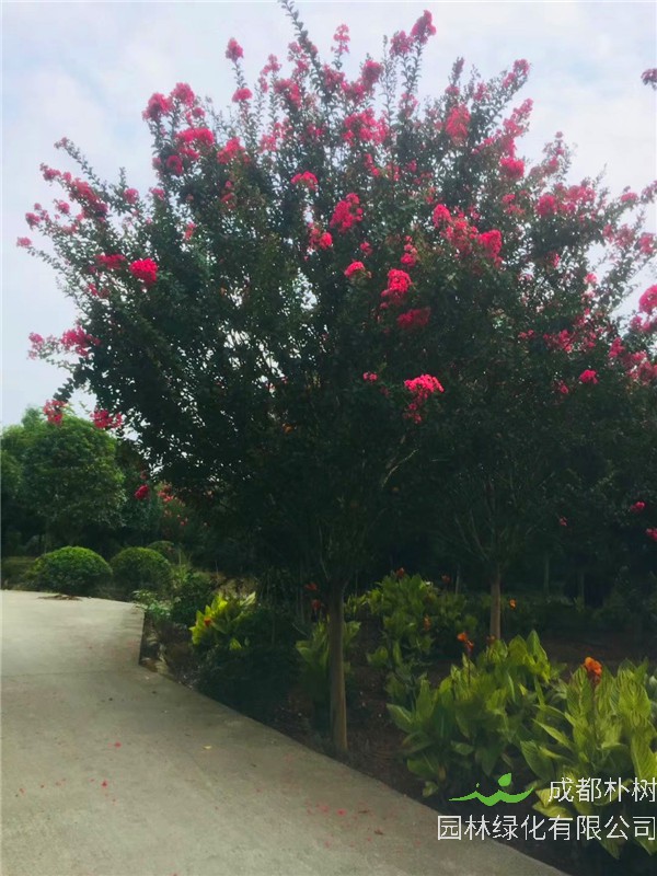 紫薇如何修剪？紫薇如何养护？