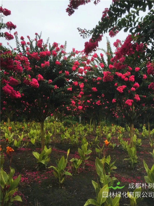 紫薇如何盆栽？如何养护紫薇盆景？