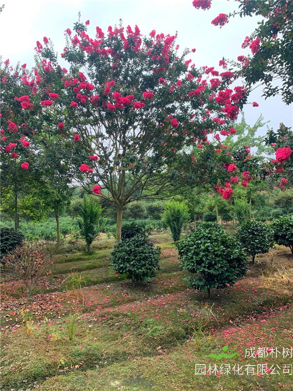 紫薇多久浇水？紫薇移栽多久发芽？