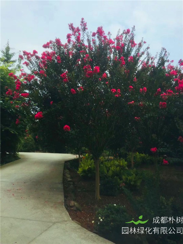 紫薇如何嫁接？紫薇如何扦插？