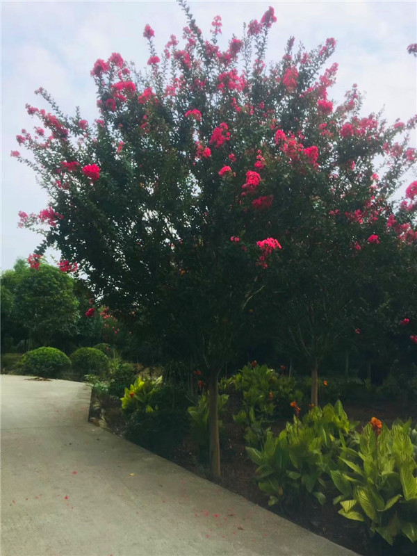 紫薇如何修剪？紫薇如何养护？