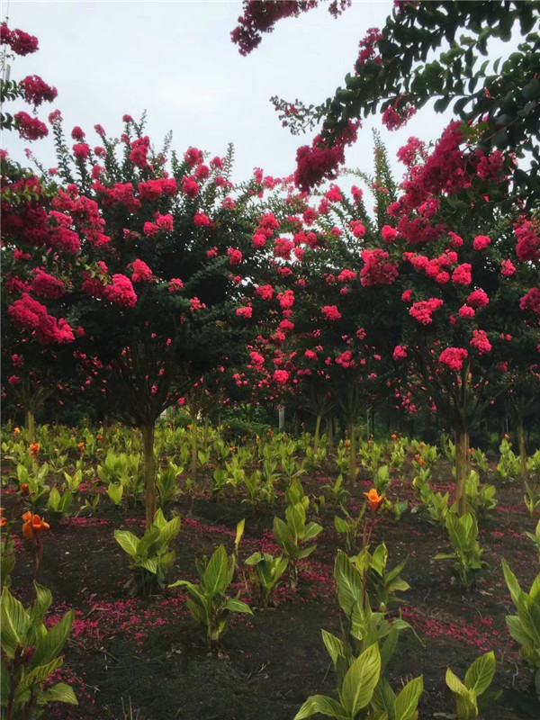 紫薇如何盆栽？如何养护紫薇盆景？