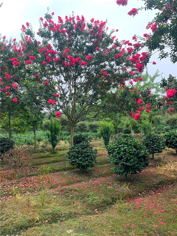 紫薇多久浇水？紫薇移栽多久发芽？