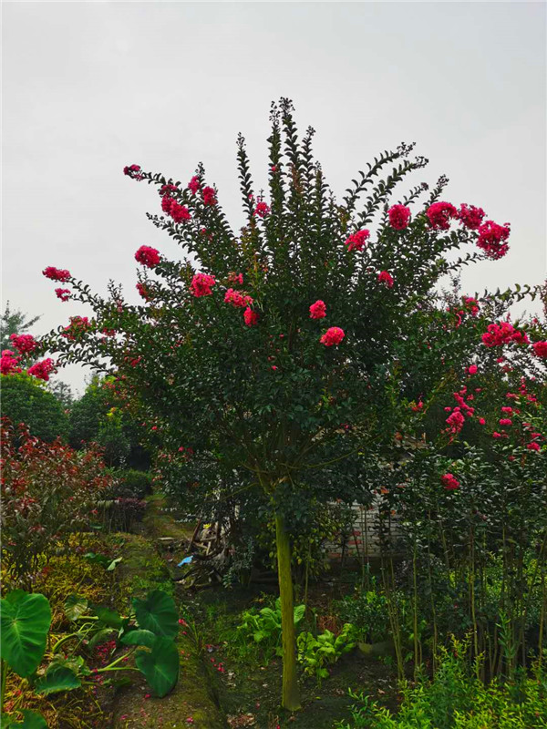 紫薇品种哪个好？