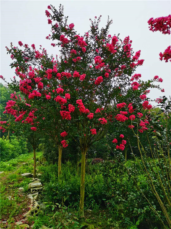 紫薇为什么不开花？紫薇为什么掉树叶？