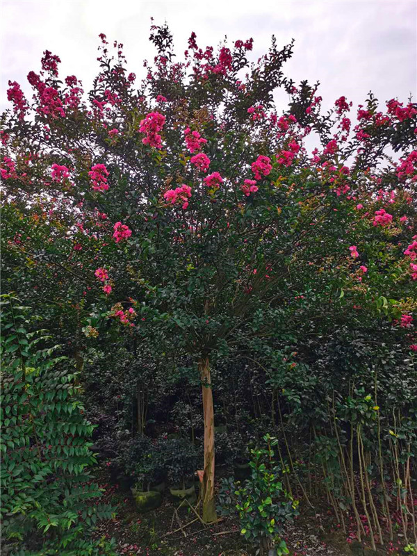 盆栽紫薇如何越冬？紫薇冬天如何修剪？