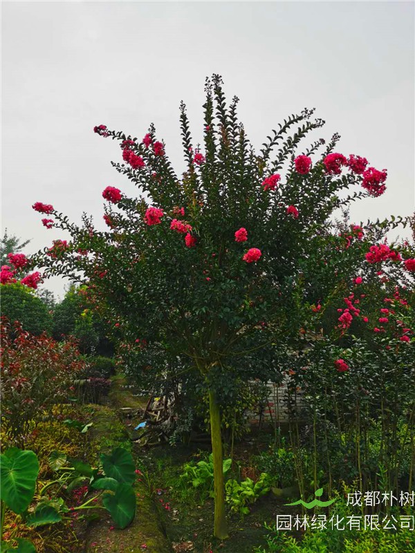 紫薇品种哪个好？