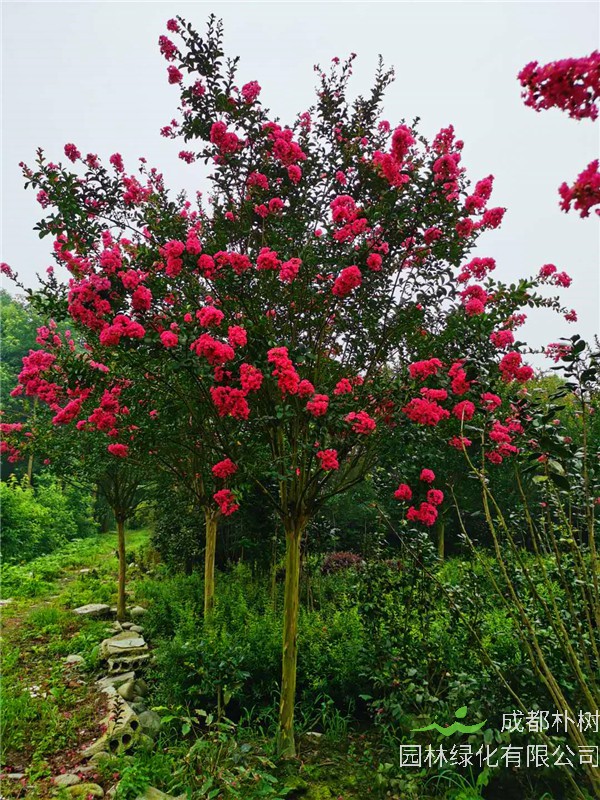 紫薇为什么不开花？紫薇为什么掉树叶？