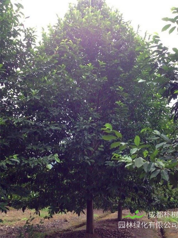 深山含笑和乐昌含笑哪个好看？乐昌含笑有哪些虫害？