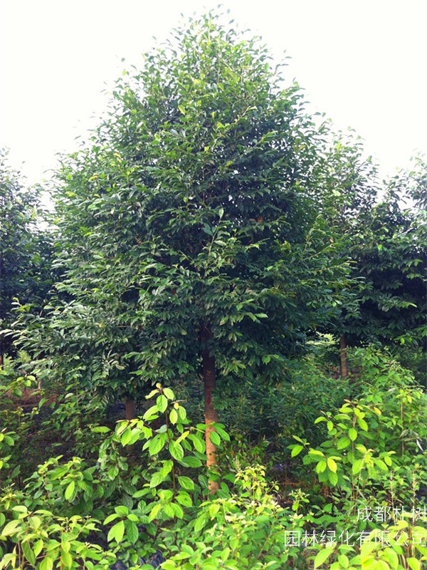 乐昌含笑为什么不开花？如何提高乐昌含笑成活率？