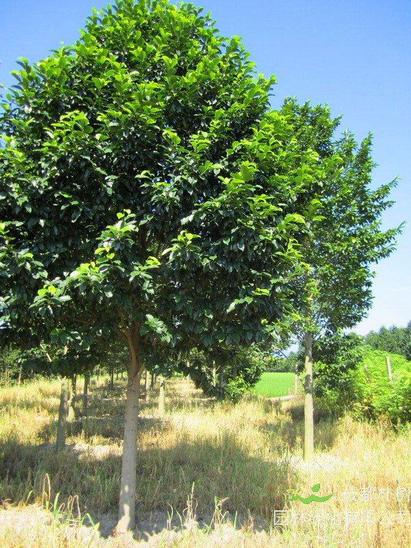 乐昌含笑存活率怎么样？乐昌含笑夏天怎么养护？