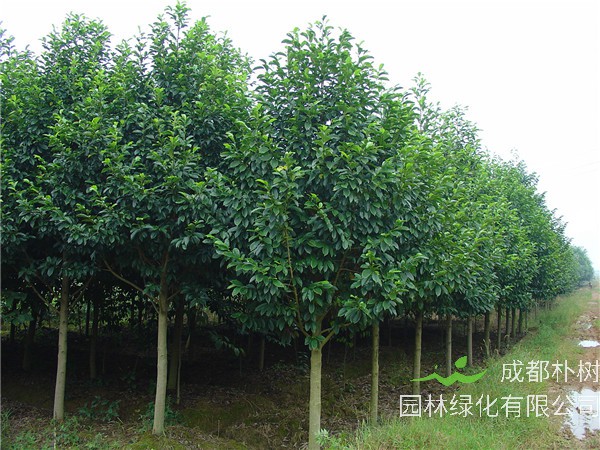 乐昌含笑和深山含笑哪个耐寒？乐昌含笑属于哪个科？