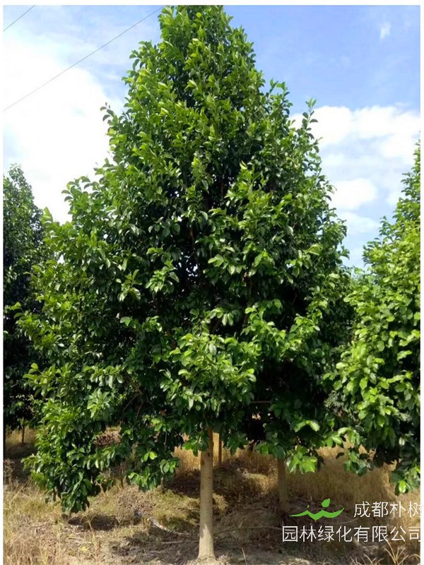 怎么识别含笑和乐昌含笑？乐昌含笑怎么嫁接？