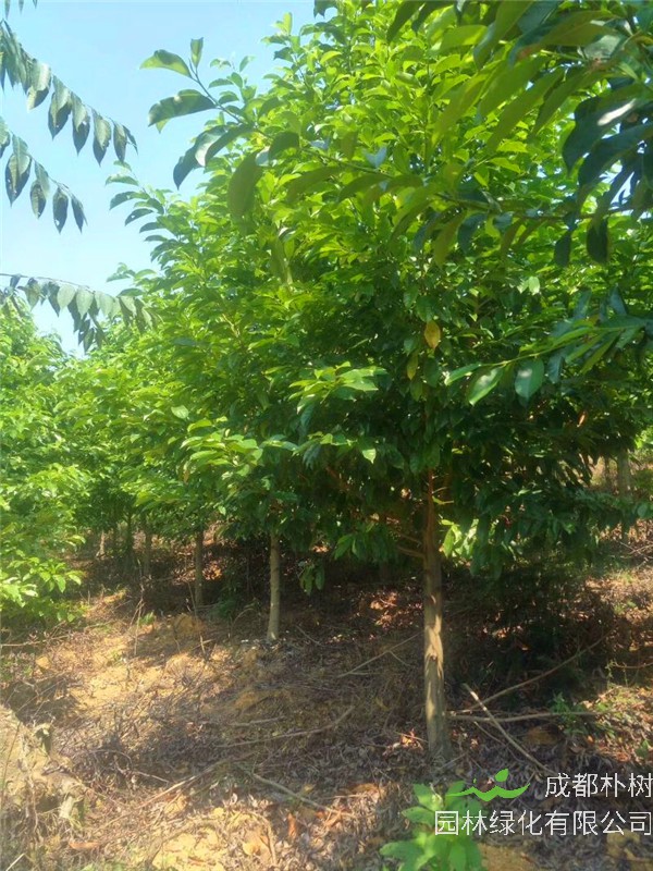 怎么移栽乐昌含笑树？乐昌含笑叶子发黄是什么原因？