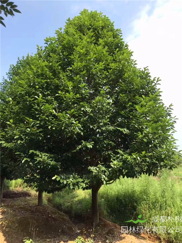 乐昌含笑材质如何？乐昌含笑生长速度如何？