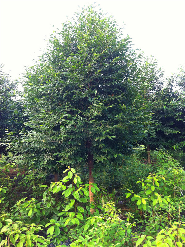 乐昌含笑为什么不开花？如何提高乐昌含笑成活率？