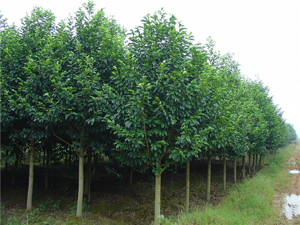 乐昌含笑和深山含笑哪个耐寒？乐昌含笑属于哪个科？