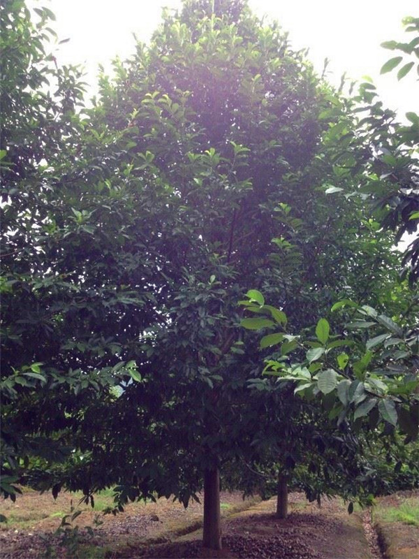 深山含笑和乐昌含笑哪个好看？乐昌含笑有哪些虫害？