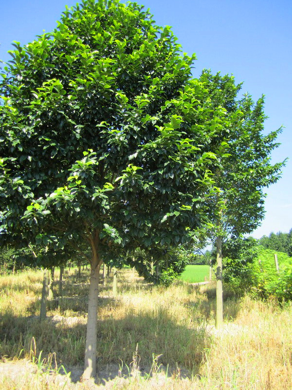 乐昌含笑存活率怎么样？乐昌含笑夏天怎么养护？