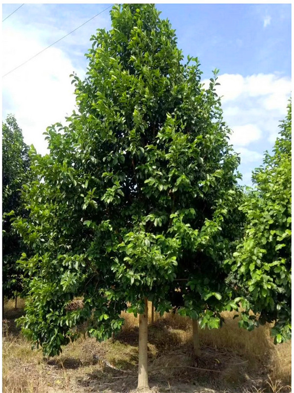 怎么识别含笑和乐昌含笑？乐昌含笑怎么嫁接？