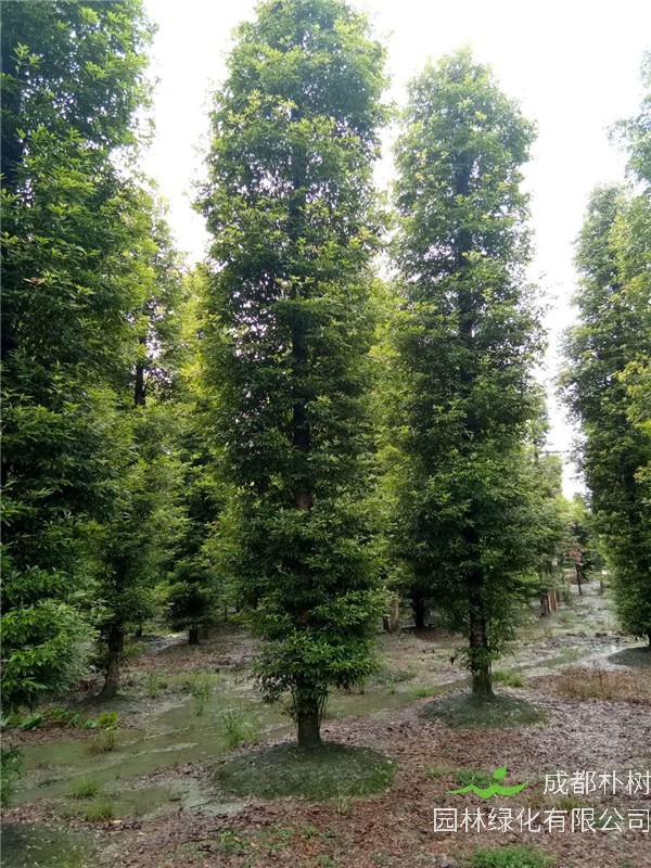 桢楠如何播种？