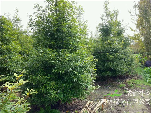 桢楠与金丝楠木区别是什么？小叶桢楠和金丝楠区别是什么？