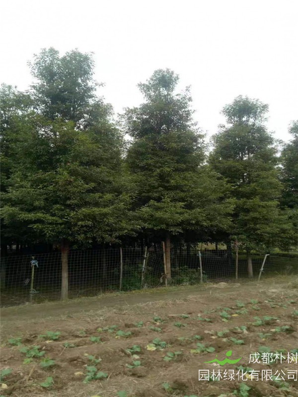 桢楠有哪些品种？哪些地方适合种植桢楠？