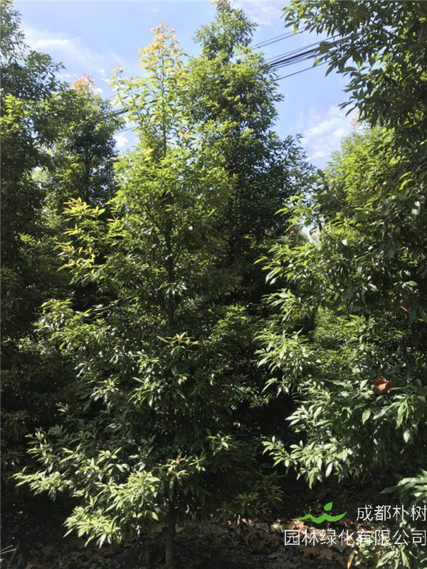 桢楠主要有哪些病虫害？