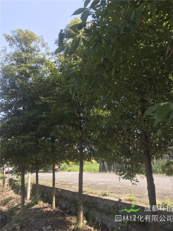 桢楠如何栽培？