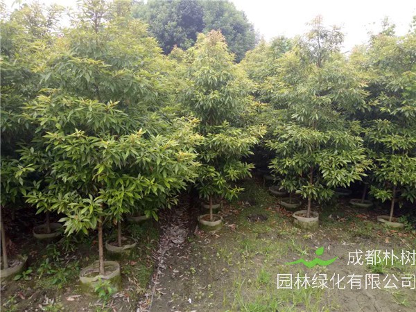 小叶桢楠如何辨别？如何分辨大叶桢楠和小叶桢楠？