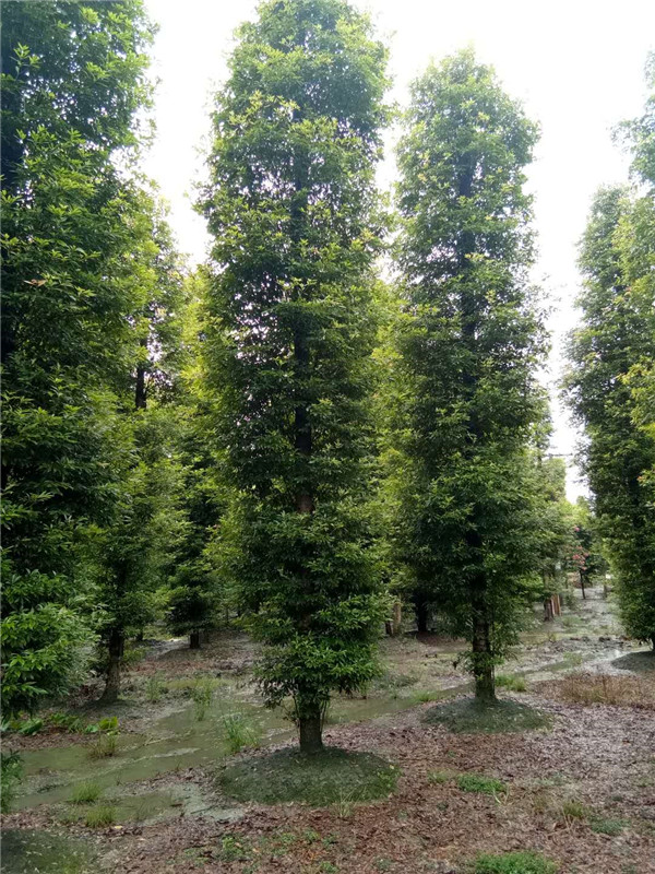 桢楠如何播种？