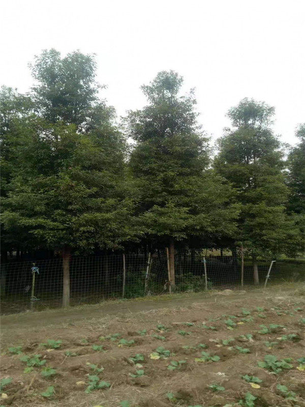 桢楠有哪些品种？哪些地方适合种植桢楠？