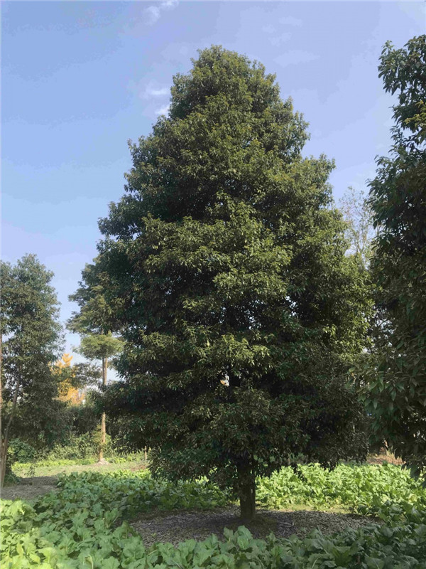 大叶楠和小叶桢楠有什么区别？什么是小叶桢楠？